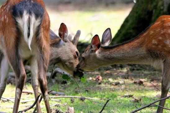 Sikahirsch Wildpark Alte Fasanerie Klein Auheim 2015