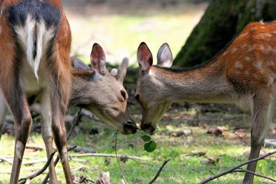 Sikahirsch Wildpark Alte Fasanerie Klein Auheim 2015