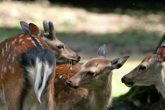 Sikahirsch Wildpark Alte Fasanerie Klein Auheim 2015