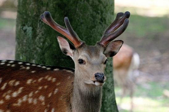 Sikahirsch im Bast Wildpark Alte Fasanerie Klein Auheim 2015