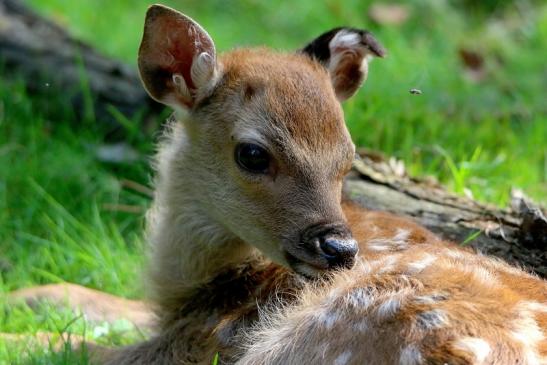 Sikahirsch Kitz Wildpark Alte Fasanerie Klein Auheim 2016