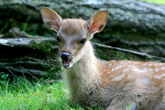 Sikahirsch Kitz Wildpark Alte Fasanerie Klein Auheim 2016