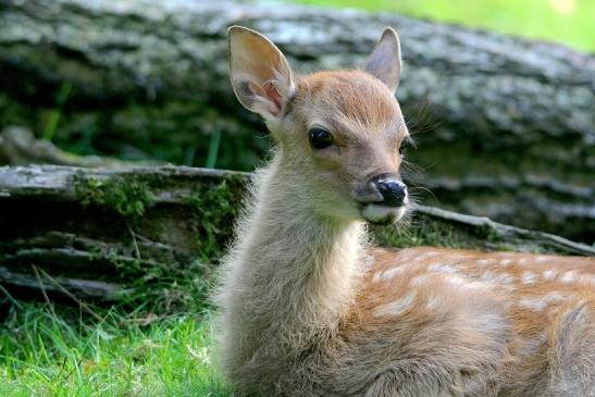 Sikahirsch Kitz Wildpark Alte Fasanerie Klein Auheim 2016