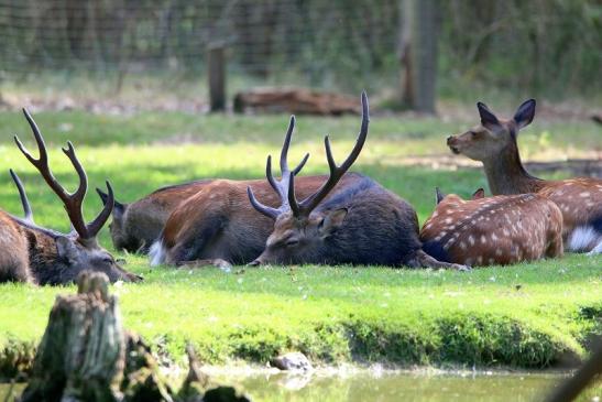 Sikahirsch Wildpark Alte Fasanerie Klein Auheim 2016