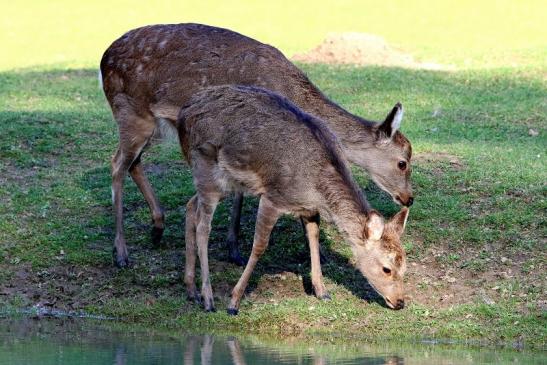 Sikahirsch Jungtier Wildpark Alte Fasanerie Klein Auheim 2016