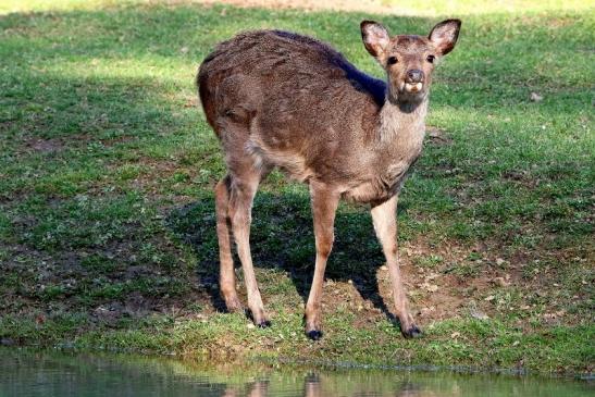 Sikahirsch Jungtier Wildpark Alte Fasanerie Klein Auheim 2016