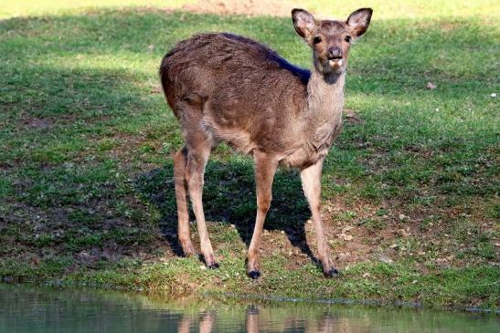 Sikahirsch Jungtier Wildpark Alte Fasanerie Klein Auheim 2016