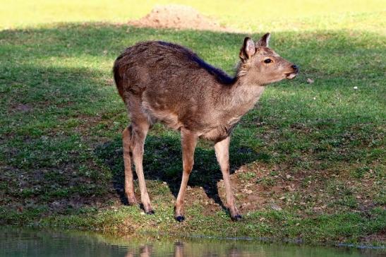 Sikahirsch Jungtier Wildpark Alte Fasanerie Klein Auheim 2016