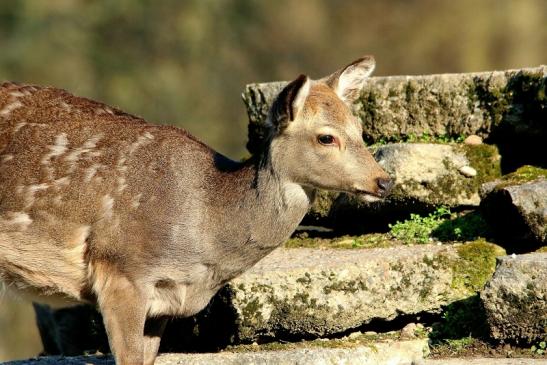 Sikahirsch Jungtier Wildpark Alte Fasanerie Klein Auheim 2016