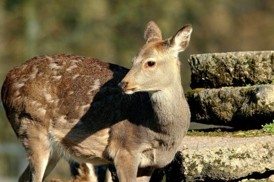 Sikahirsch Jungtier Wildpark Alte Fasanerie Klein Auheim 2016