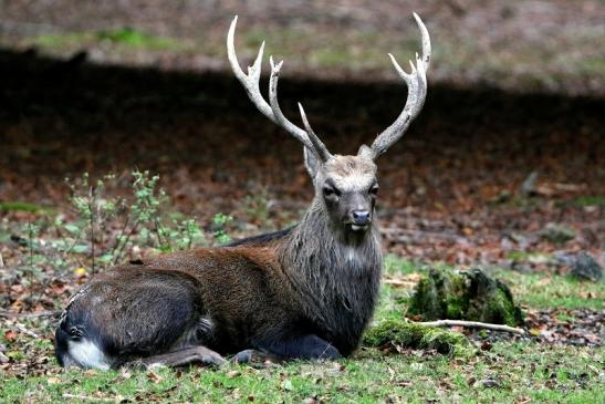 Sikahirsch Wildpark Alte Fasanerie Klein Auheim 2016