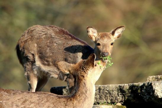 Sikahirsch Jungtier Wildpark Alte Fasanerie Klein Auheim 2016