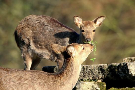 Sikahirsch Jungtier Wildpark Alte Fasanerie Klein Auheim 2016