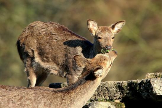 Sikahirsch Jungtier Wildpark Alte Fasanerie Klein Auheim 2016