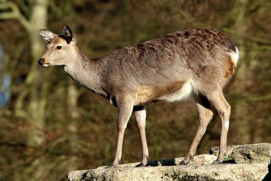 Sikahirsch Jungtier Wildpark Alte Fasanerie Klein Auheim 2016