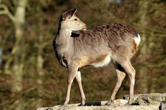 Sikahirsch Jungtier Wildpark Alte Fasanerie Klein Auheim 2016