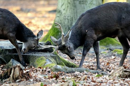 Sikahirsch Wildpark Alte Fasanerie Klein Auheim 2016