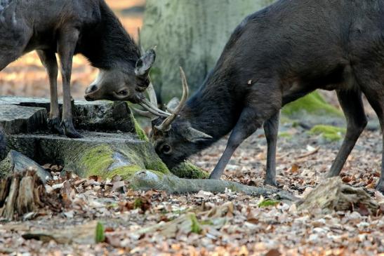 Sikahirsch Wildpark Alte Fasanerie Klein Auheim 2016