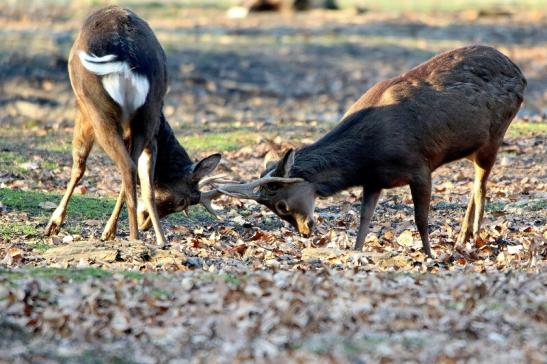 Sikahirsch Wildpark Alte Fasanerie Klein Auheim 2016