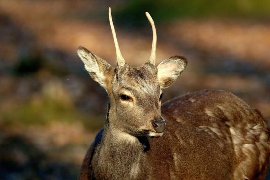 Sikahirsch Bock Wildpark Alte Fasanerie Klein Auheim 2016