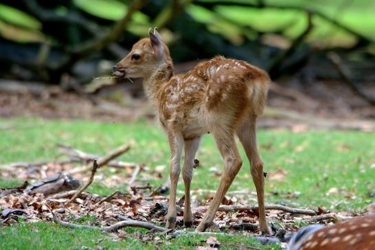 Sikahirsch Kitz Wildpark Alte Fasanerie Klein Auheim 2016