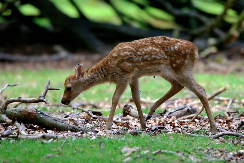 Sikahirsch Kitz Wildpark Alte Fasanerie Klein Auheim 2016