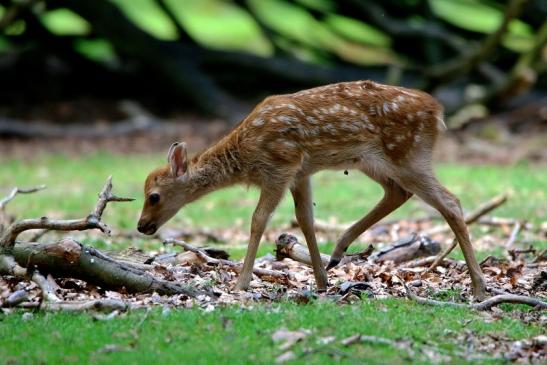 Sikahirsch Kitz Wildpark Alte Fasanerie Klein Auheim 2016