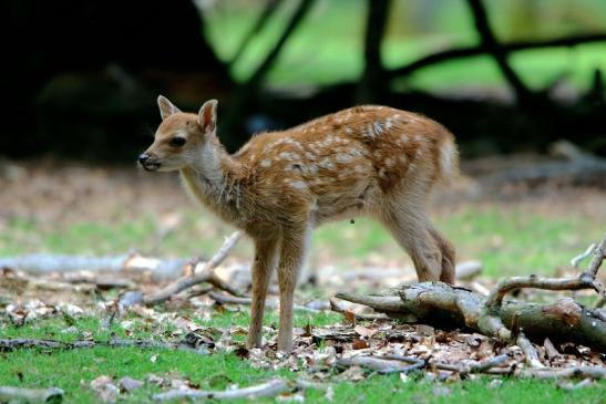 Sikahirsch Kitz Wildpark Alte Fasanerie Klein Auheim 2016