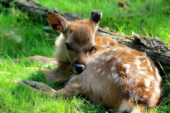 Sikahirsch Kitz Wildpark Alte Fasanerie Klein Auheim 2016