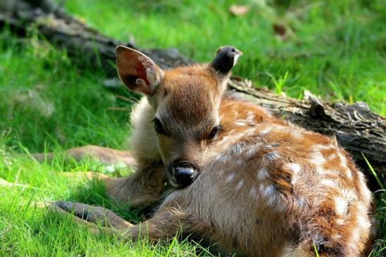 Sikahirsch Kitz Wildpark Alte Fasanerie Klein Auheim 2016