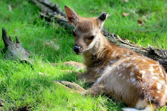 Sikahirsch Kitz Wildpark Alte Fasanerie Klein Auheim 2016