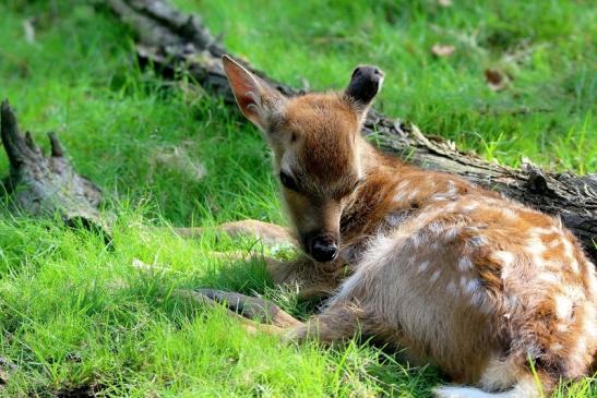 Sikahirsch Kitz Wildpark Alte Fasanerie Klein Auheim 2016