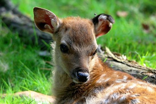 Sikahirsch Kitz Wildpark Alte Fasanerie Klein Auheim 2016