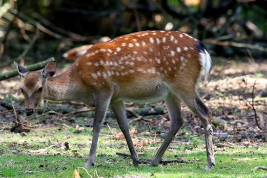 Sikahirschkuh Wildpark Alte Fasanerie Klein Auheim 2021