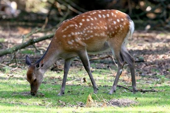 Sikahirschkuh Wildpark Alte Fasanerie Klein Auheim 2021