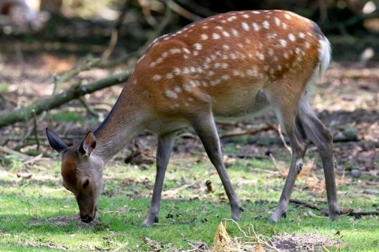 Sikahirschkuh Wildpark Alte Fasanerie Klein Auheim 2021