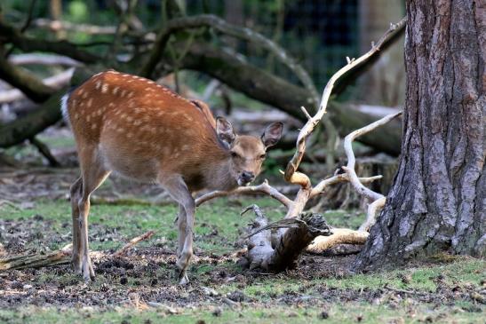 Sikahirschkuh Wildpark Alte Fasanerie Klein Auheim 2021