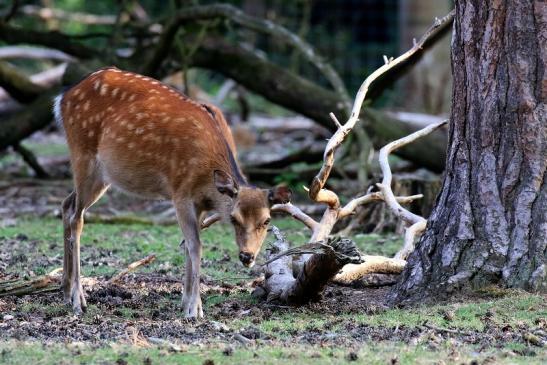 Sikahirschkuh Wildpark Alte Fasanerie Klein Auheim 2021