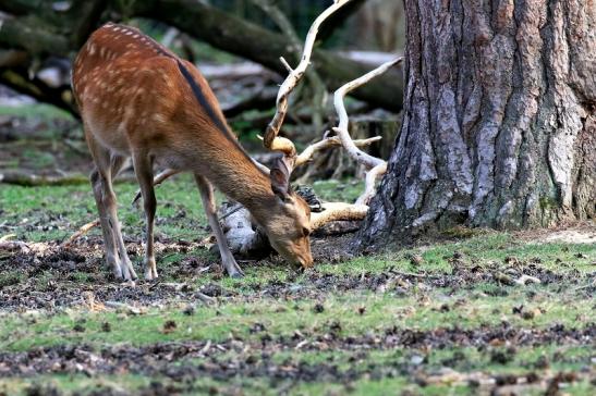 Sikahirschkuh Wildpark Alte Fasanerie Klein Auheim 2021