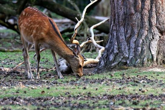 Sikahirschkuh Wildpark Alte Fasanerie Klein Auheim 2021