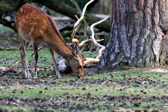 Sikahirschkuh Wildpark Alte Fasanerie Klein Auheim 2021