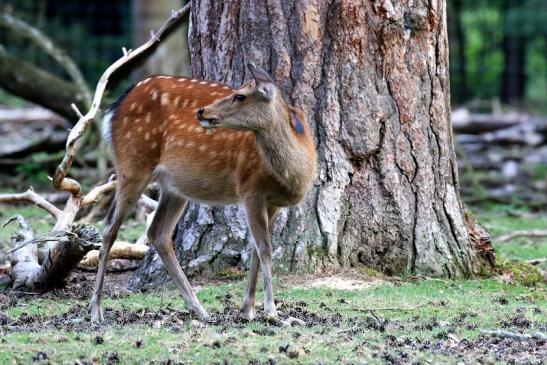 Sikahirschkuh Wildpark Alte Fasanerie Klein Auheim 2021