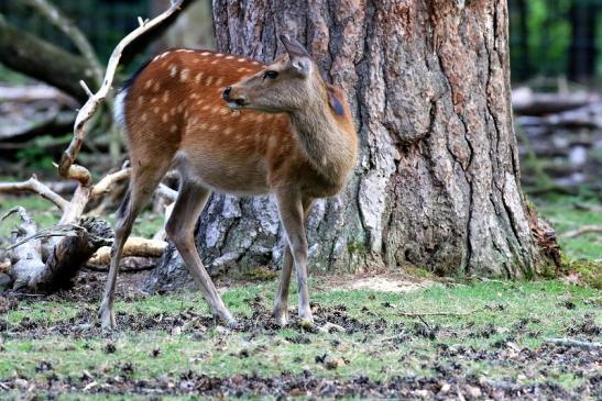 Sikahirschkuh Wildpark Alte Fasanerie Klein Auheim 2021