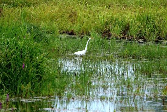 Silberreiher Bingenheimer Ried Wetterau 2016