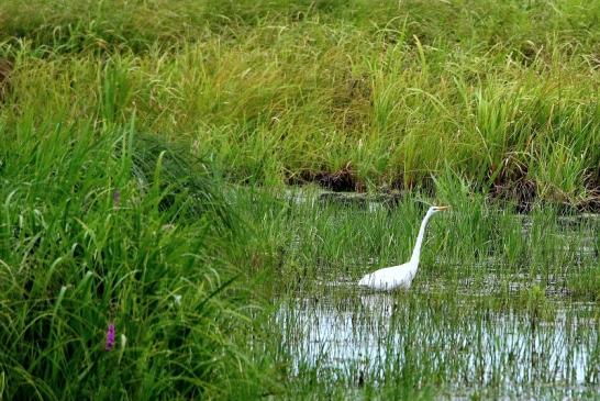 Silberreiher Bingenheimer Ried Wetterau 2016