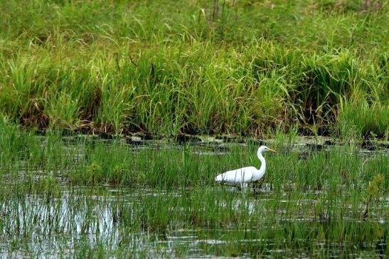 Silberreiher Bingenheimer Ried Wetterau 2016