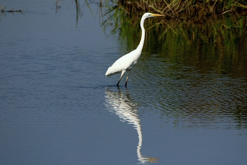 Silberreiher Bingenheimer Ried Wetterau 2016