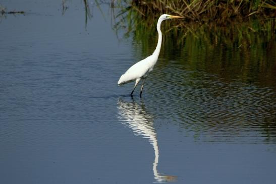 Silberreiher Bingenheimer Ried Wetterau 2016