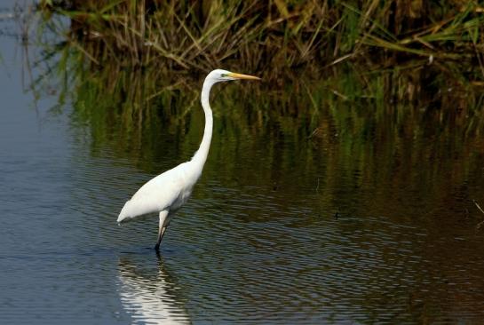 Silberreiher Bingenheimer Ried Wetterau 2016