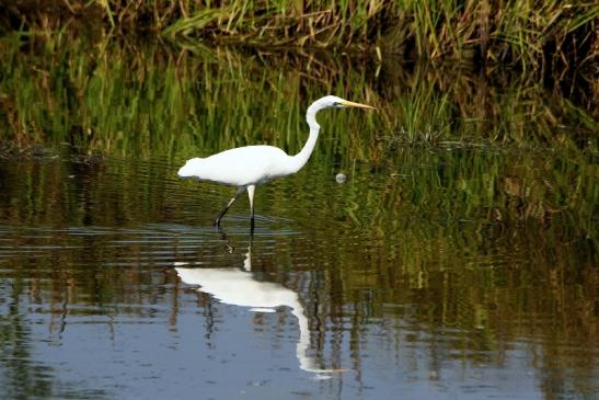 Silberreiher Bingenheimer Ried Wetterau 2016